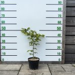 Hrab obyčajný (Carpinus betulus) - výška 40-70 cm, kont. C2L